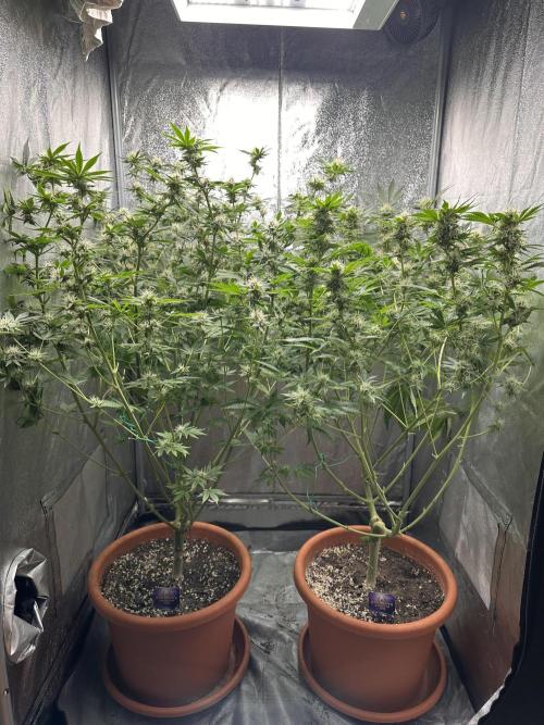 Sticky Broccoli/Eternity Grow Cup 2026. Week 13