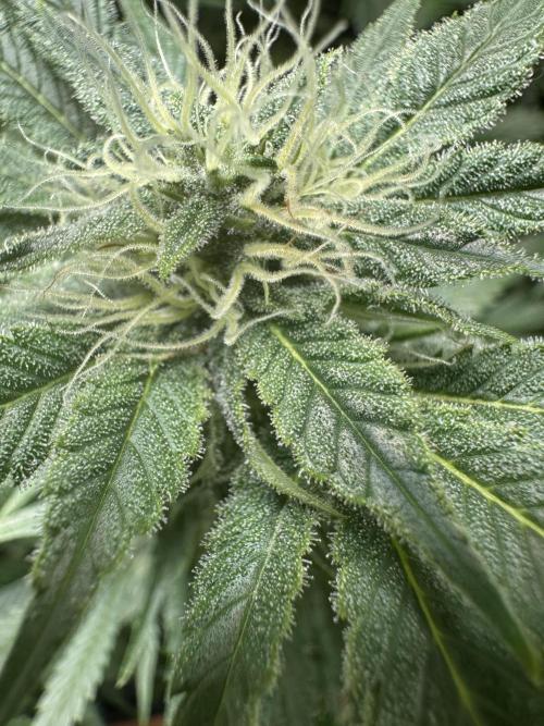 Sticky Broccoli/Eternity Grow Cup 2026. Week 13