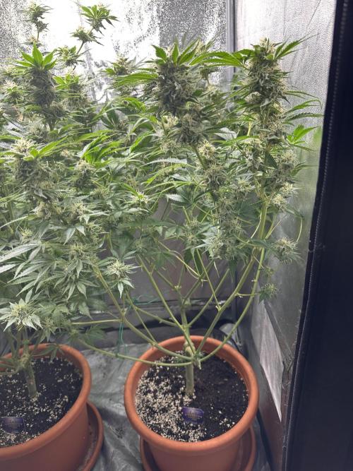 Sticky Broccoli/Eternity Grow Cup 2026. Week 14