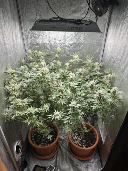 Sticky Broccoli/Eternity Grow Cup 2026. Week 14