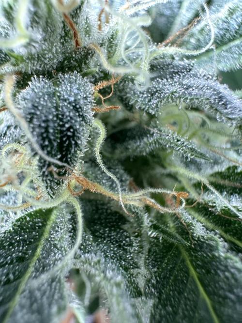 Sticky Broccoli/Eternity Grow Cup 2026. Week 14