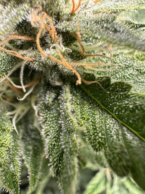 Sticky Broccoli/Eternity Grow Cup 2026. Week 14