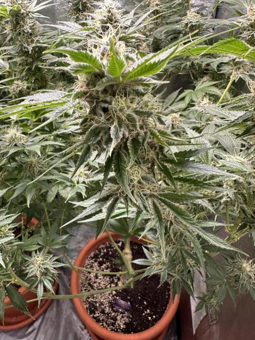 Sticky Broccoli/Eternity Grow Cup 2026. Week 14
