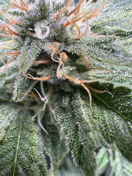 Sticky Broccoli/Eternity Grow Cup 2026. Week 14