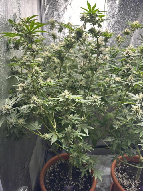 Sticky Broccoli/Eternity Grow Cup 2026. Week 14
