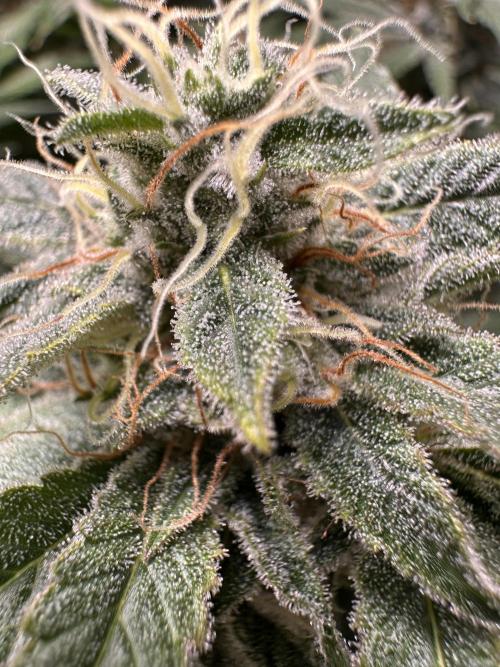Sticky Broccoli/Eternity Grow Cup 2026. Week 15