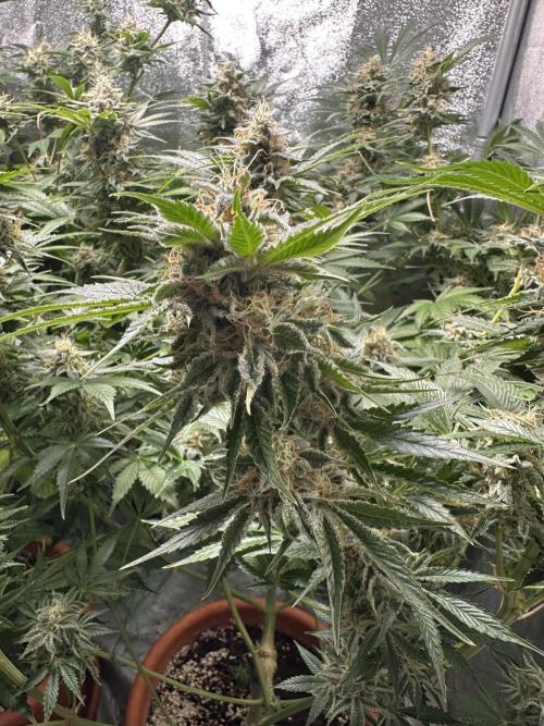 Sticky Broccoli/Eternity Grow Cup 2026. Week 15