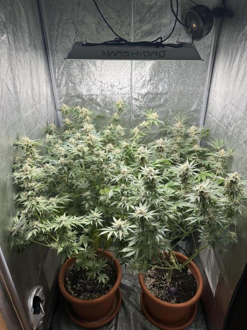 Sticky Broccoli/Eternity Grow Cup 2026. Week 15