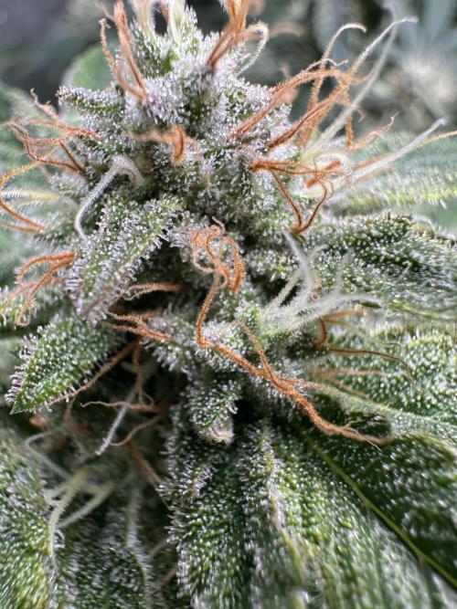 Sticky Broccoli/Eternity Grow Cup 2026. Week 15