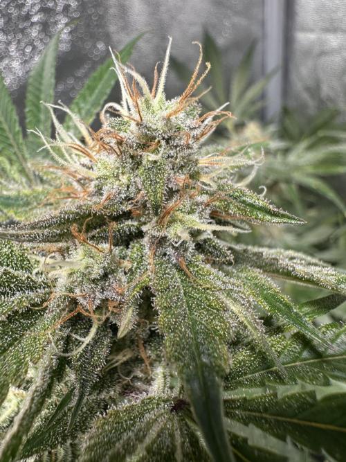 Sticky Broccoli/Eternity Grow Cup 2026. Week 15