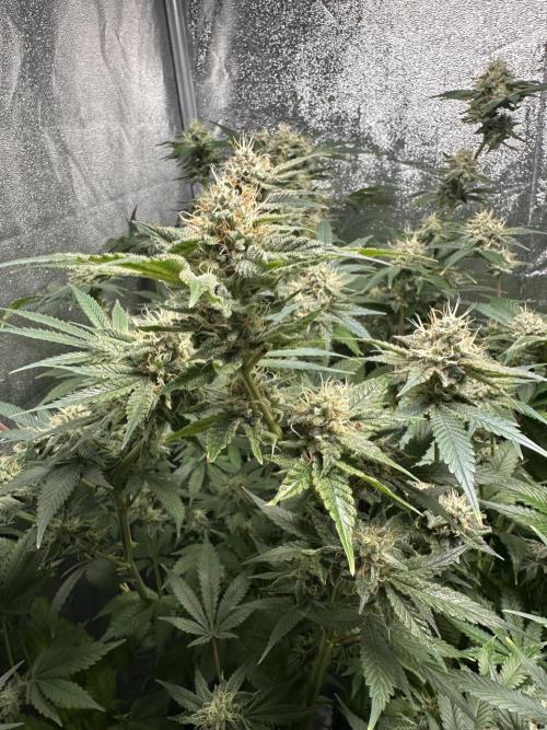 Sticky Broccoli/Eternity Grow Cup 2026. Week 15