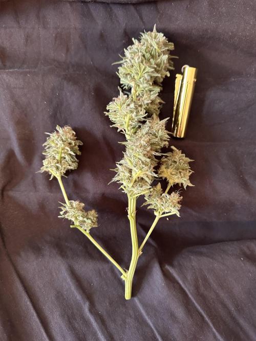 Sticky Broccoli/Eternity Grow Cup 2026. Week 16
