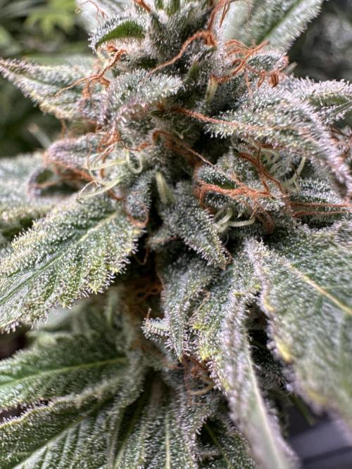 Sticky Broccoli/Eternity Grow Cup 2026. Week 16