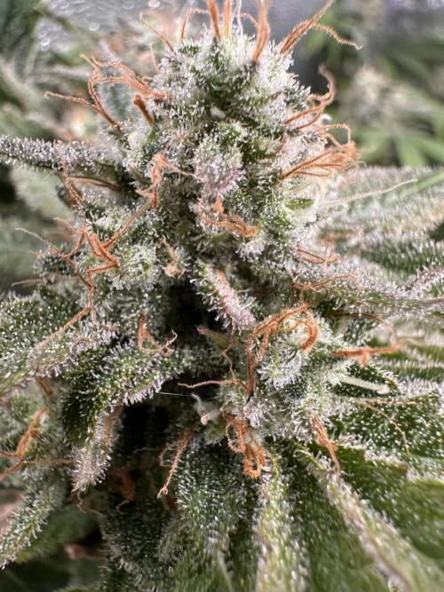 Sticky Broccoli/Eternity Grow Cup 2026. Week 16