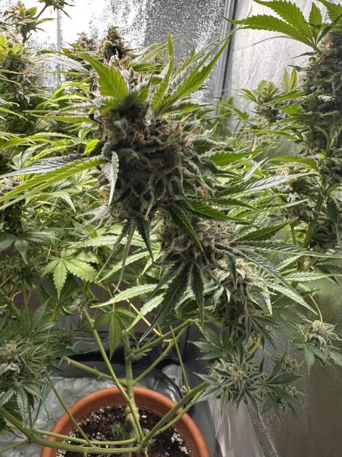 Sticky Broccoli/Eternity Grow Cup 2026. Week 16