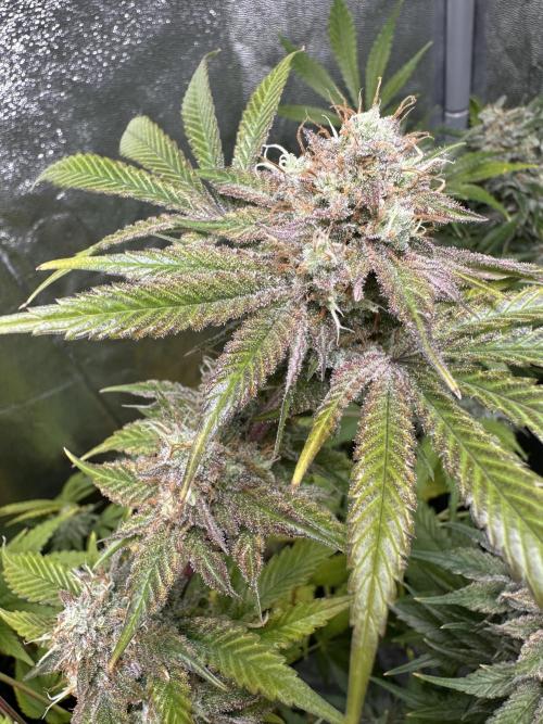 Sticky Broccoli/Eternity Grow Cup 2026. Week 16