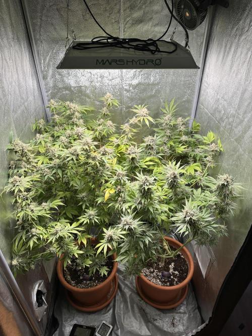 Sticky Broccoli/Eternity Grow Cup 2026. Week 16
