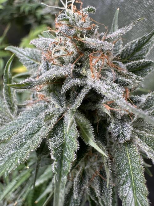 Sticky Broccoli/Eternity Grow Cup 2026. Week 16