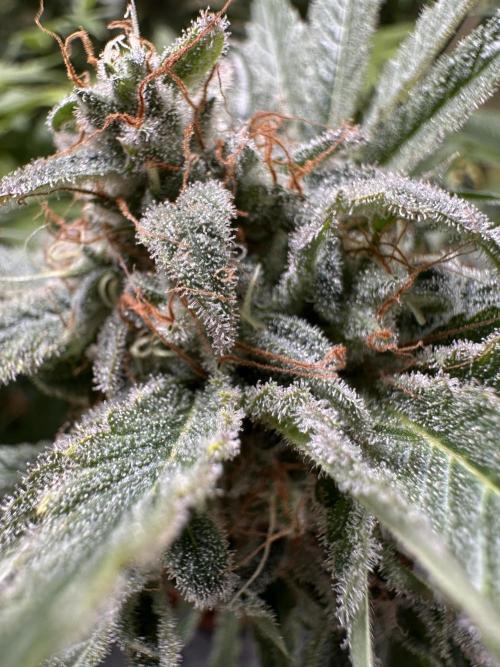 Sticky Broccoli/Eternity Grow Cup 2026. Week 16