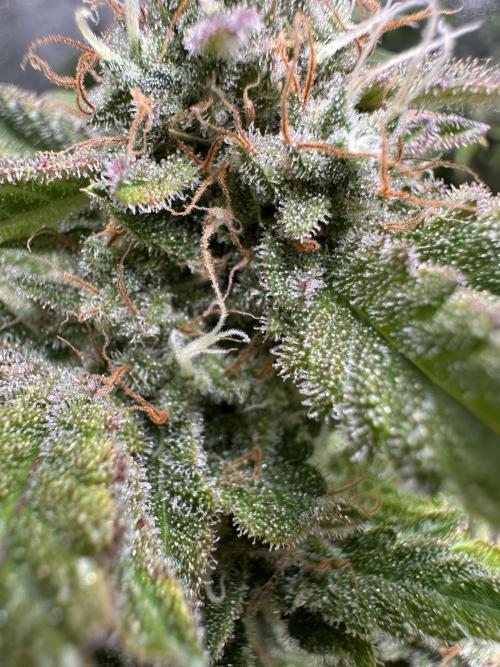 Sticky Broccoli/Eternity Grow Cup 2026. Week 16
