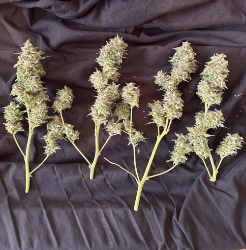 Sticky Broccoli/Eternity Grow Cup 2026. Week 16