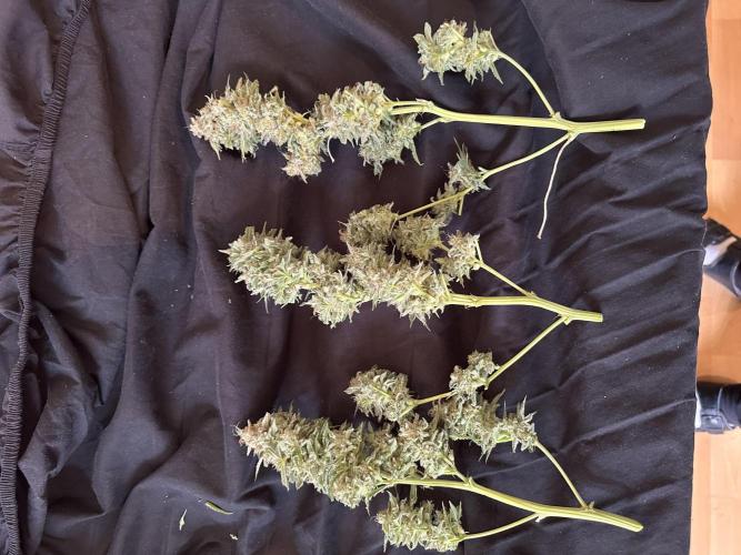 Sticky Broccoli/Eternity Grow Cup 2026. Week 16