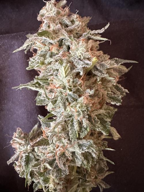 Sticky Broccoli/Eternity Grow Cup 2026. Week 16