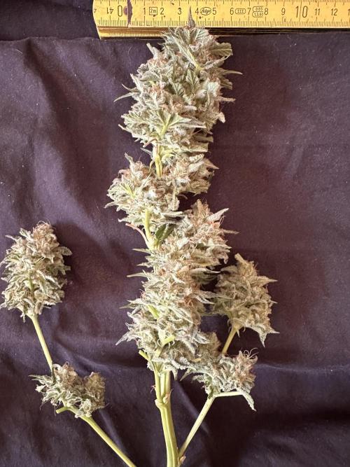 Sticky Broccoli/Eternity Grow Cup 2026. Week 16
