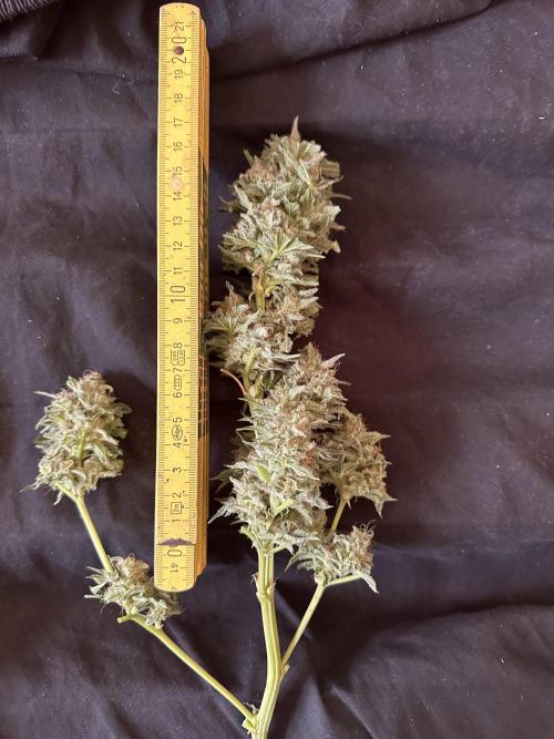 Sticky Broccoli/Eternity Grow Cup 2026. Week 16