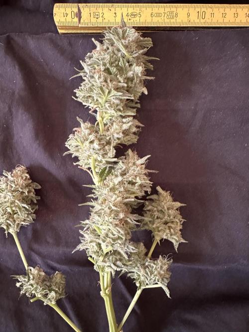 Sticky Broccoli/Eternity Grow Cup 2026. Week 16