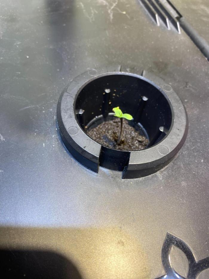 Alchemist's Apprentice by Night Owl. Week 0