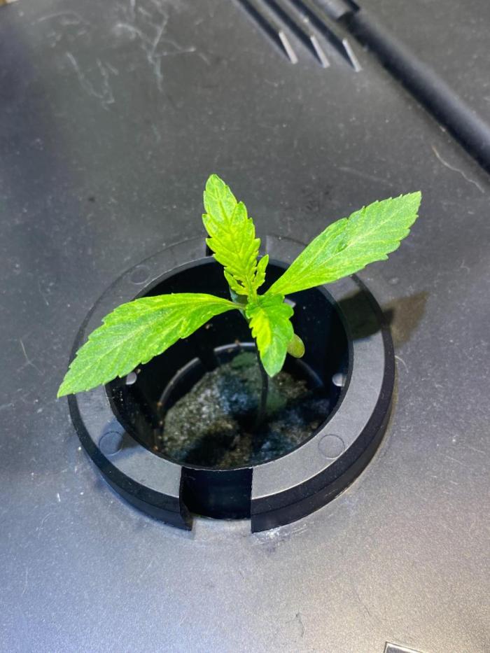 Alchemist's Apprentice by Night Owl. Week 1