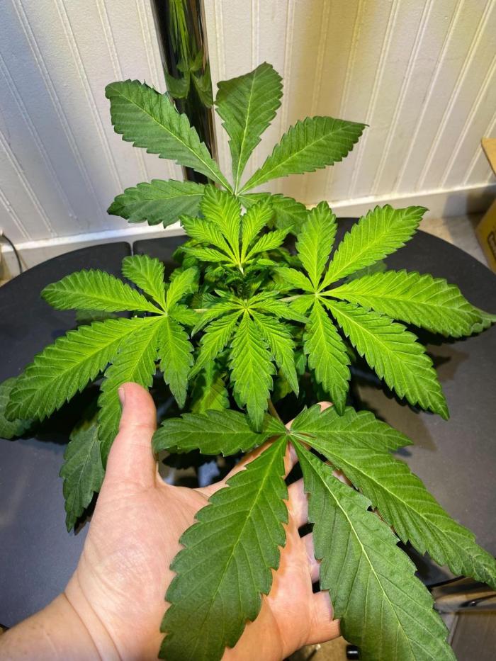 Alchemist's Apprentice by Night Owl. Week 4