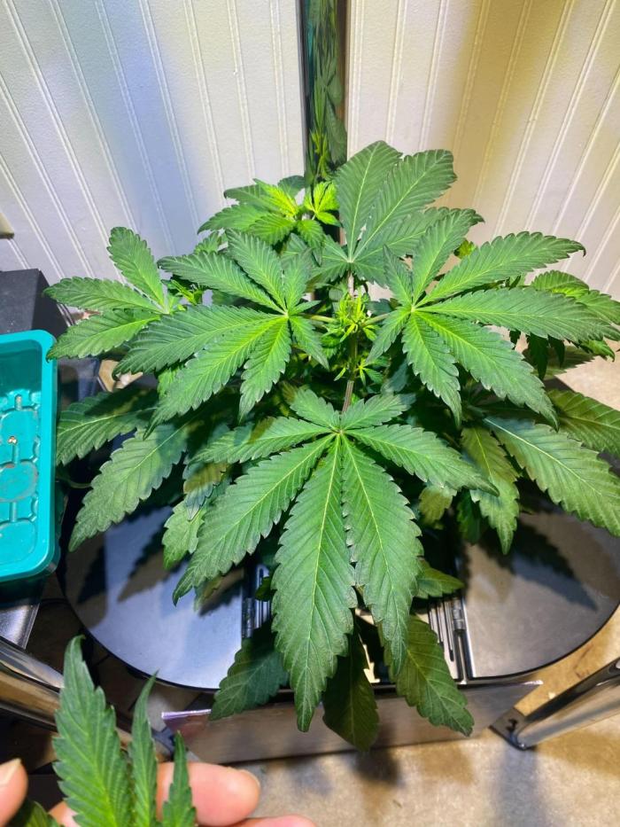 Alchemist's Apprentice by Night Owl. Week 5