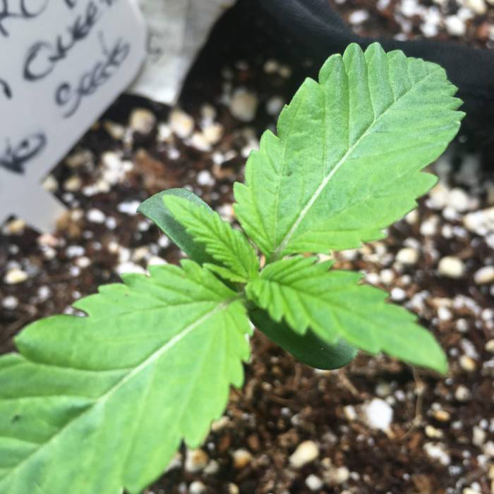 Fem de primavera . Week 1