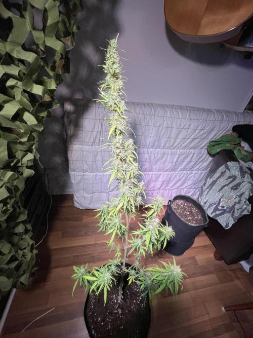 Christmas-Tree/Gorilla Z. Week 13