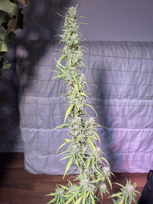 Christmas-Tree/Gorilla Z. Week 13