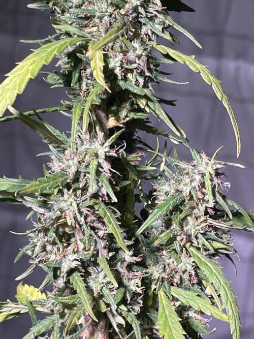 Christmas-Tree/Gorilla Z. Week 13