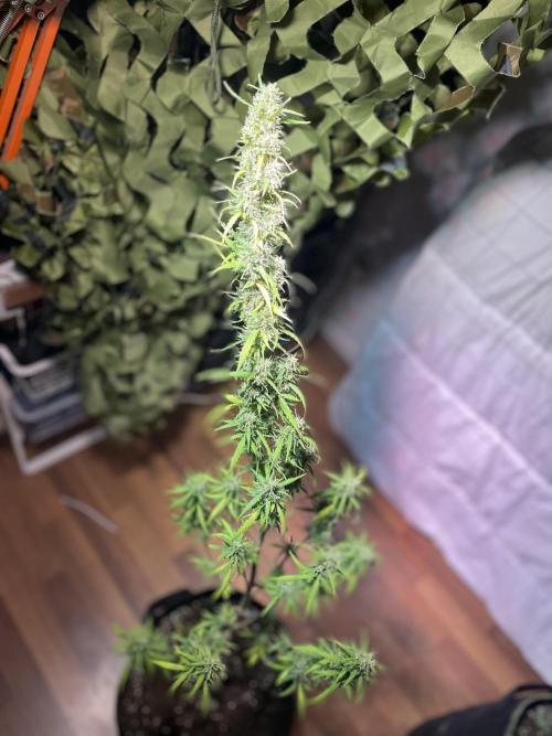 Christmas-Tree/Gorilla Z. Week 13