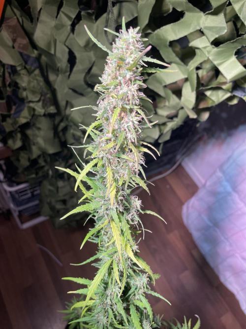 Christmas-Tree/Gorilla Z. Week 13