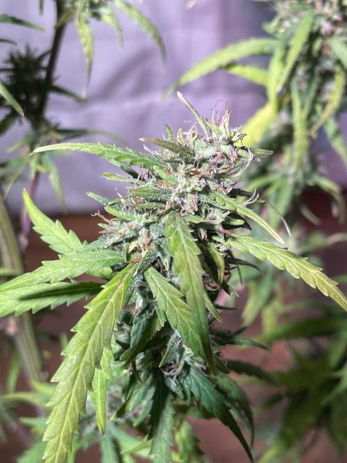 Christmas-Tree/Gorilla Z. Week 14