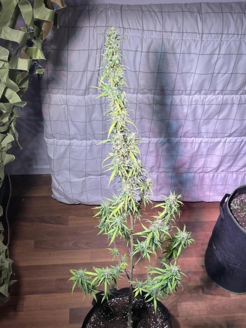 Christmas-Tree/Gorilla Z. Week 14