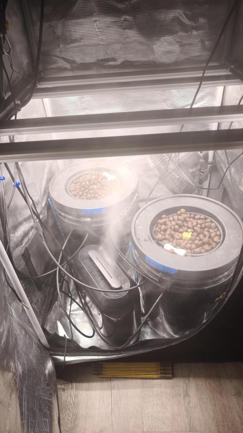 my first grow. Week 1