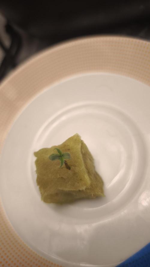 my first grow. Week 1