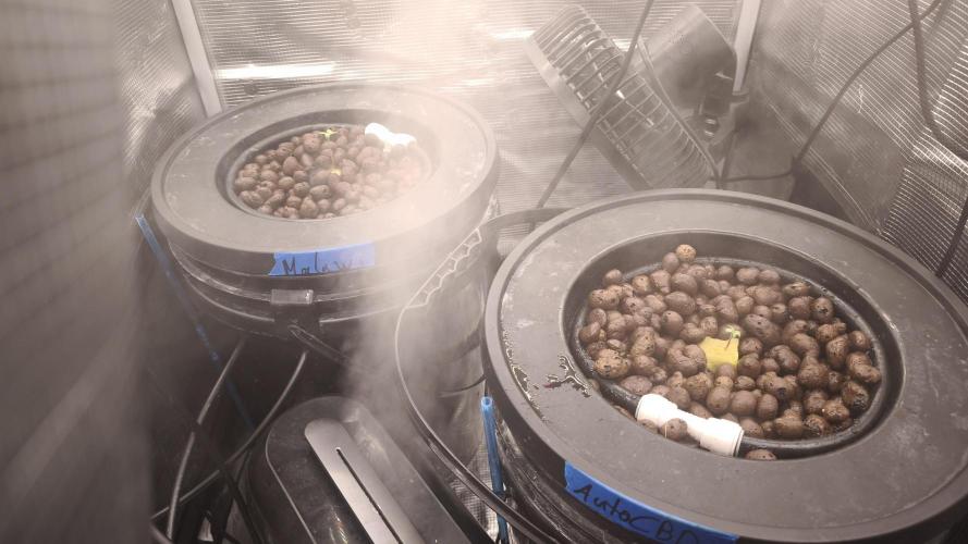 Pure Sativa Landrace. Week 1