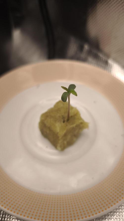 Pure Sativa Landrace. Week 1