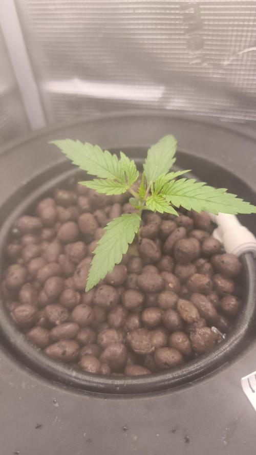 Pure Sativa Landrace. Week 2