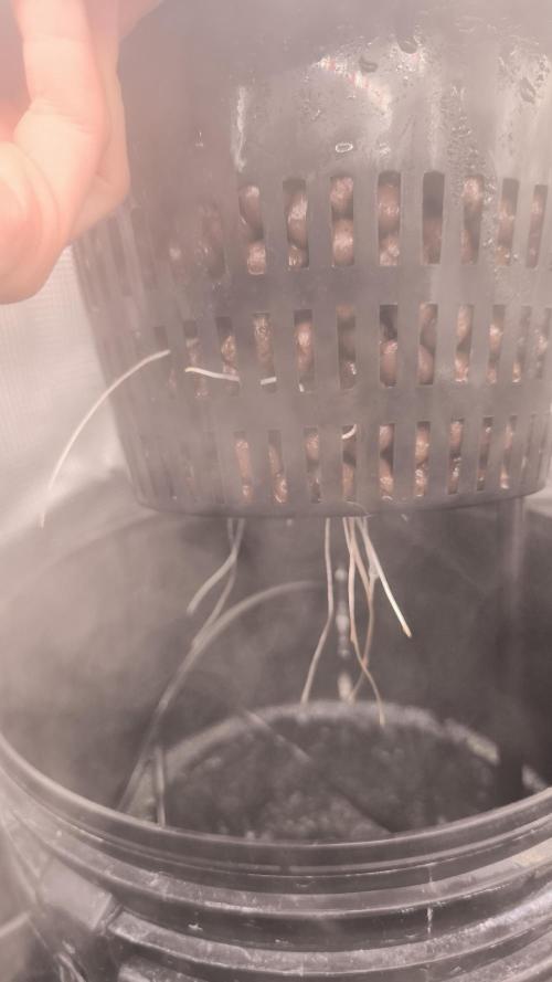 Pure Sativa Landrace. Week 2