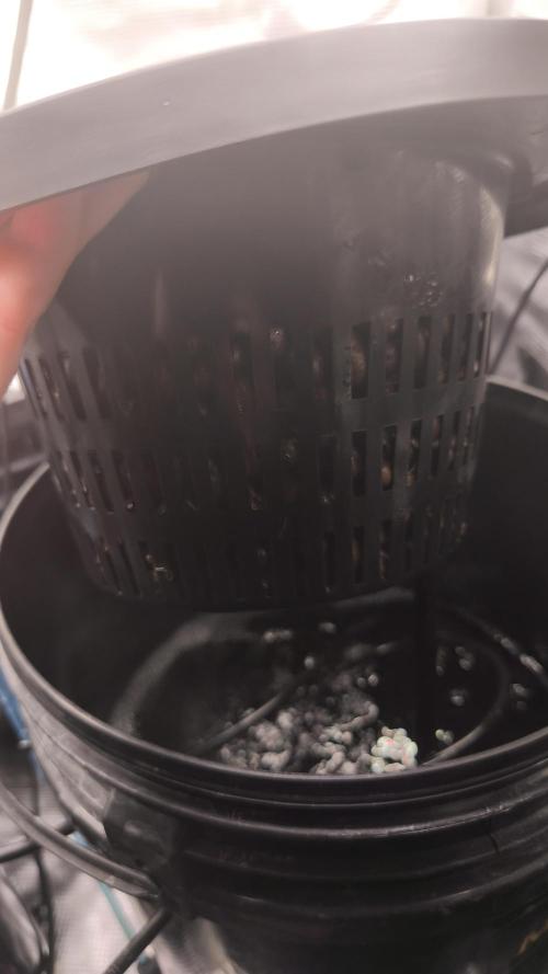 my first grow. Week 2