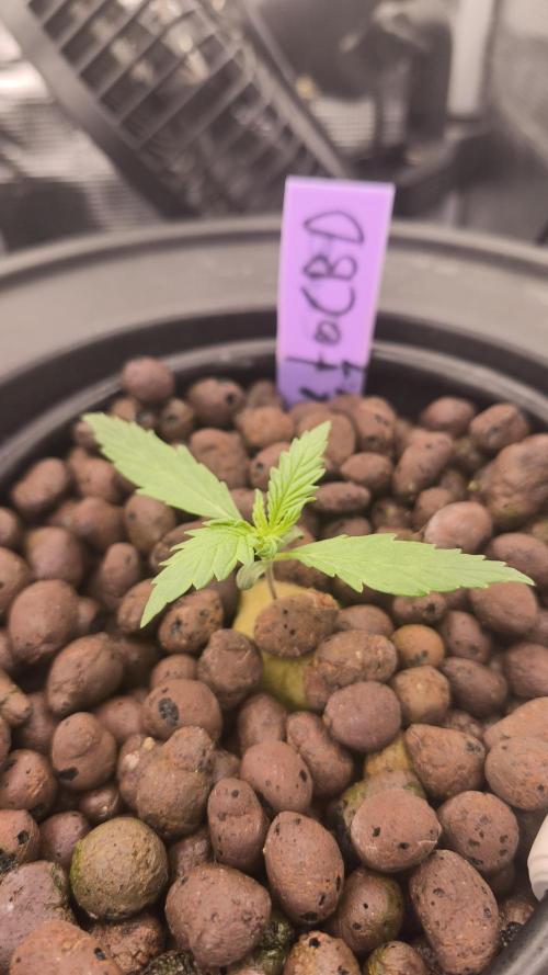 my first grow. Week 2